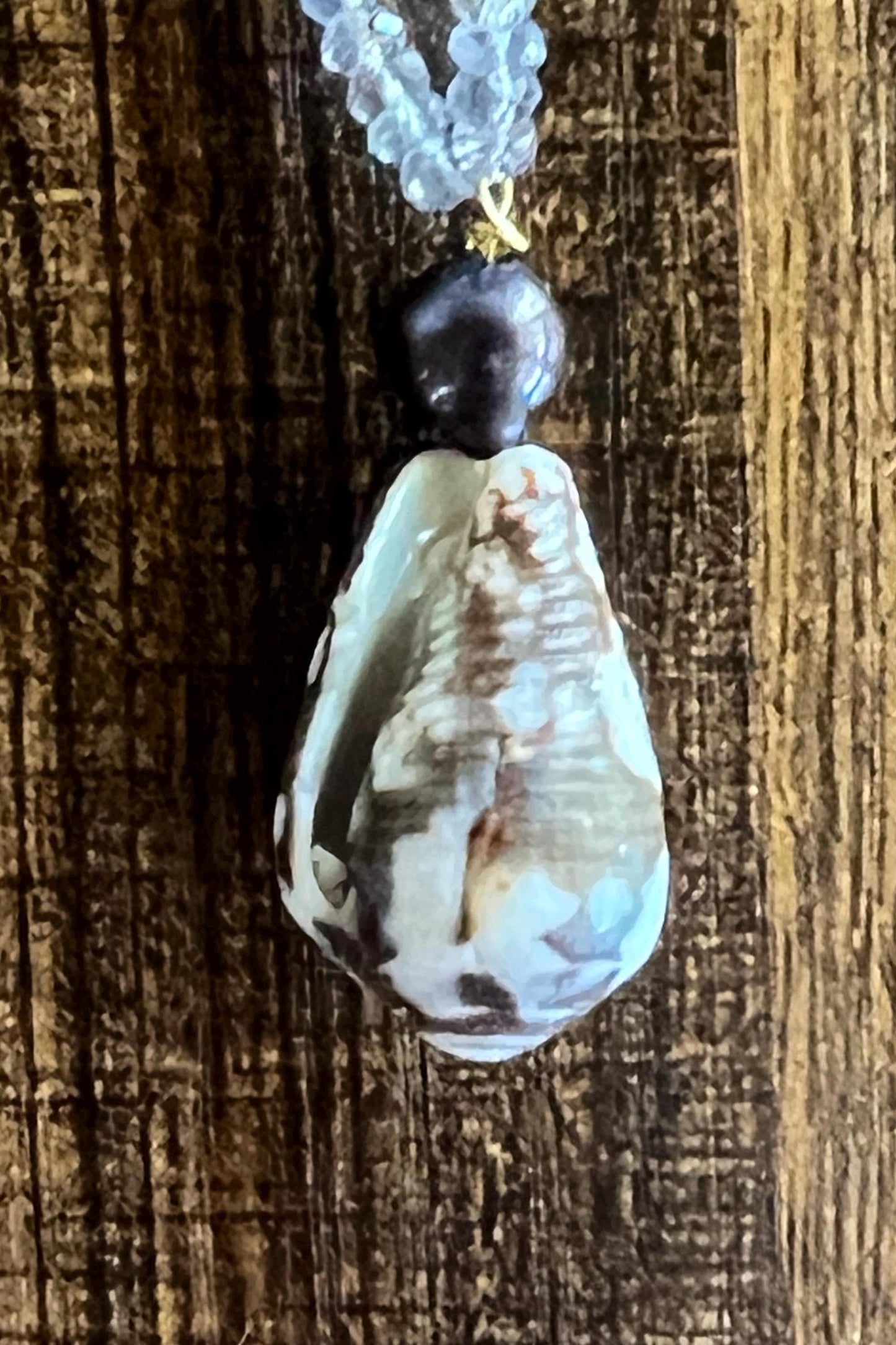 Gifts of the Sea Cone Shell